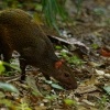Aguti stredoamericky - Dasyprocta punctata - Central American Agouti 3671